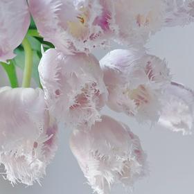 国产郁金香｜丽贝卡 【【如运输过程中出现黄叶不售后，介意慎拍】