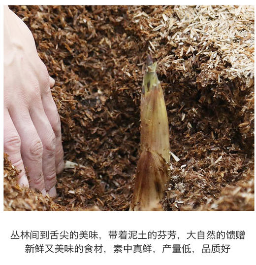 【分销】春天必吃！临安天目山春笋临安天目山春笋（雷笋），清晨现挖直发，一年仅45天黄金采挖期，错过再等一年，时令美味，京东/顺丰 商品图4