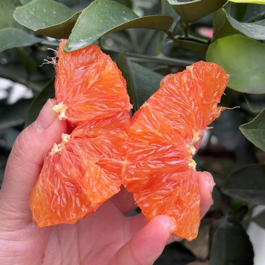 新鲜水果 果肉红润 中华红血橙  3斤装/5斤装 【5斤十堰主城区包邮】 商品图3