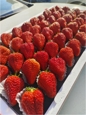 巨无霸大板草莓一箱