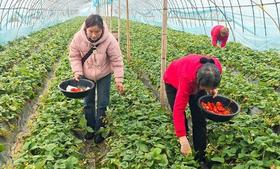 武汉蔡甸新民村：生态农业托起移民幸福家园