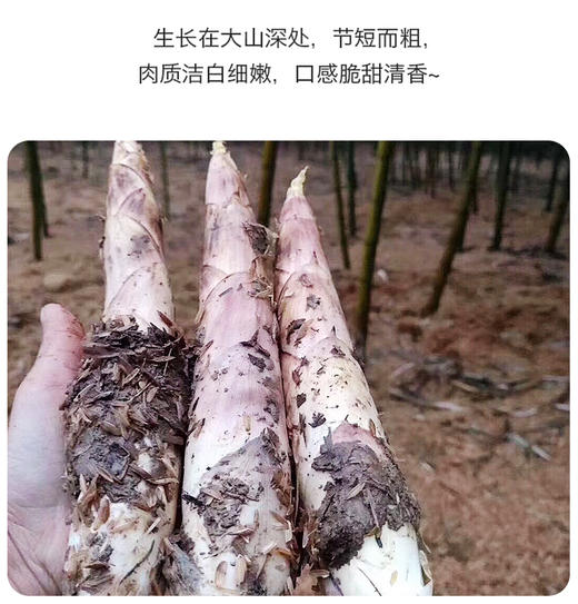 【分销】春天必吃！临安天目山春笋临安天目山春笋（雷笋），清晨现挖直发，一年仅45天黄金采挖期，错过再等一年，时令美味，京东/顺丰 商品图3