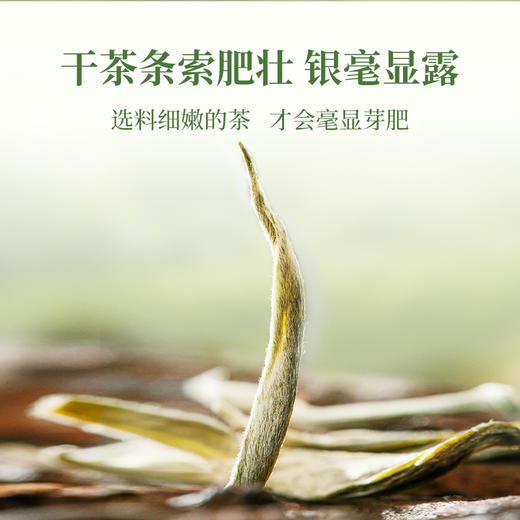 澜沧古茶2024年景迈大平掌明前古树纯料头春散茶50g 商品图3