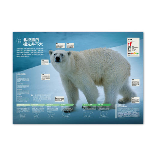 动物志06《比人更聪明》 探秘超乎想象的动物智慧 读库 商品图3