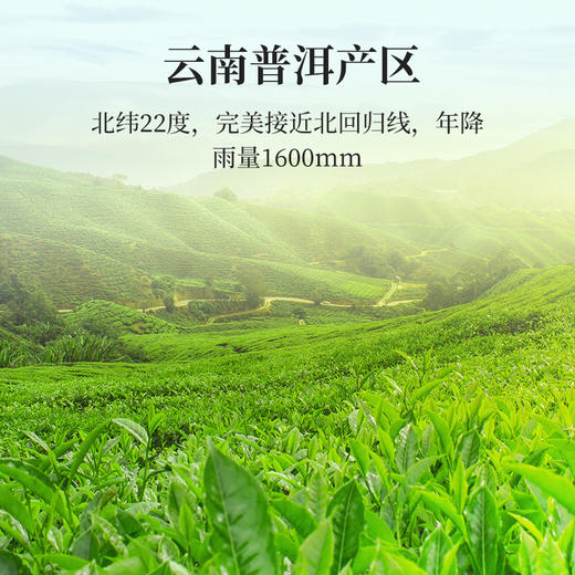 云顶印象陈年贡茶50
普洱（熟茶）100g 商品图3