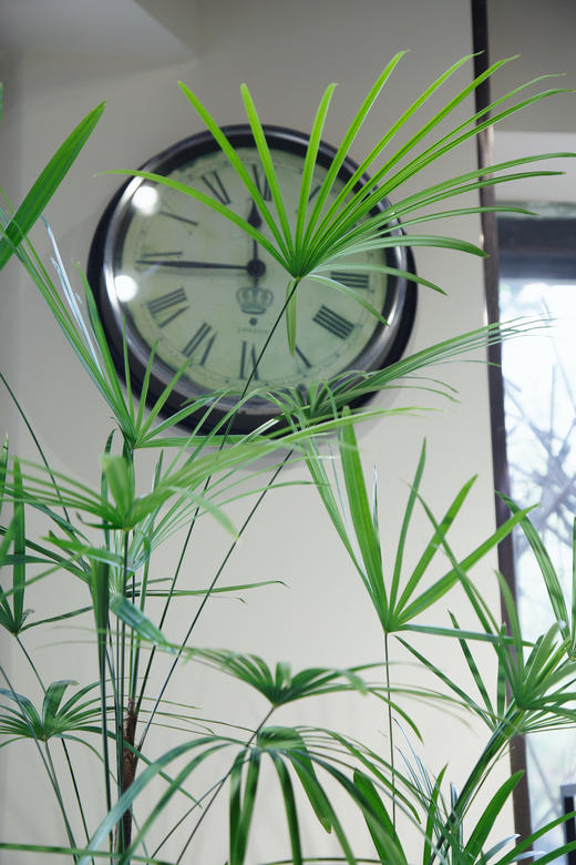 金山棕（白盆） 商品图4