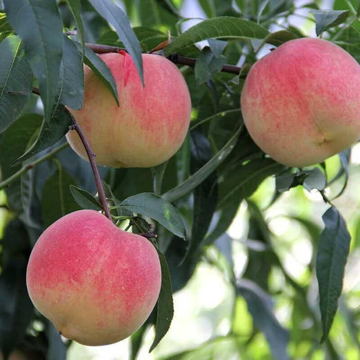 【分仓直发包邮】春雪水蜜桃1斤大果（单果150-200g） 商品图2