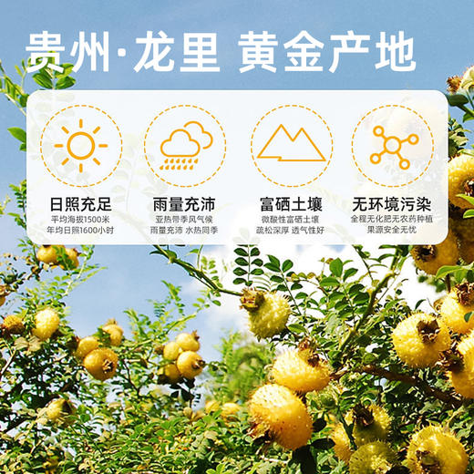 【真0添加】小刺头刺梨原汁30ml*7袋/盒VC爆棚鲜果纯榨取 商品图2