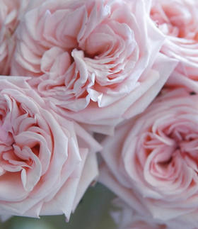 国产玫瑰-【粉荔枝】