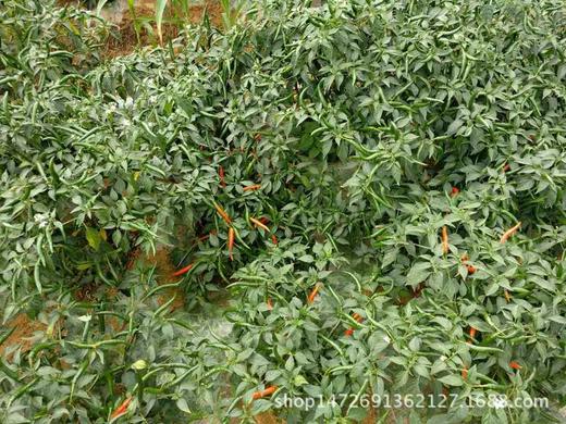 厂家直供有机云南丘北小辣椒干250克/袋 商品图3