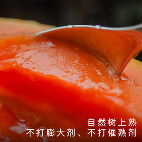 艾格吃饱了正宗湛江雷州冰糖木瓜当季新鲜水果