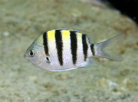 五间雀 商品图0