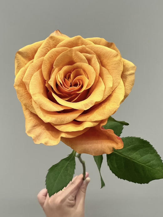 国产玫瑰-【辉煌】 商品图0