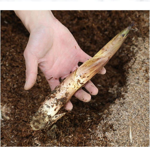 【分销】春天必吃！临安天目山春笋临安天目山春笋（雷笋），清晨现挖直发，一年仅45天黄金采挖期，错过再等一年，时令美味，京东/顺丰 商品图5