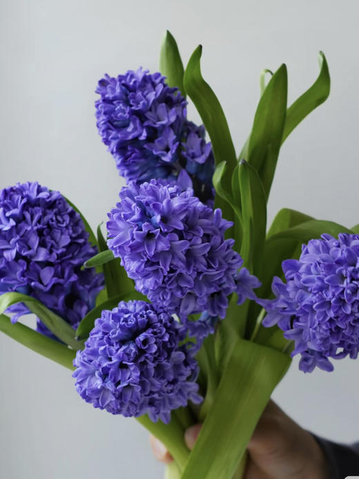 方德风信子-【星梦】 商品图0