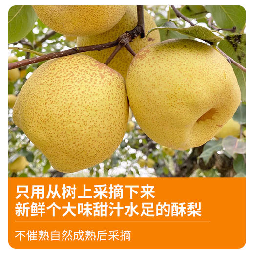 【美味好物 | 鲜百分纯梨膏150g*1/2瓶装】配料干净只有纯梨，不加一滴水一滴糖，选用安徽砀山酥梨，经过九炼九滤梨膏制作工艺，30斤梨熬出1斤膏，滴滴精华，随心搭配家中常备~ 商品图7