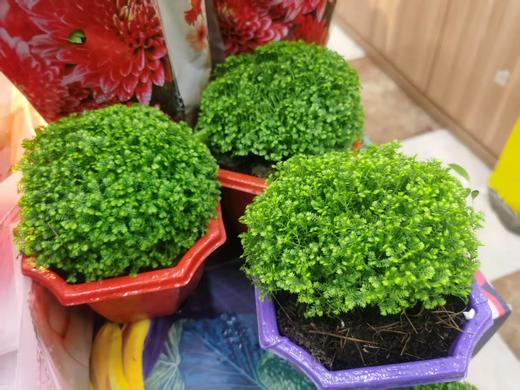 绿地球一盆（补单） 商品图1