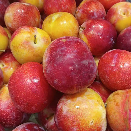 进口珠宝李 约500g/份 商品图1