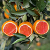 新鲜水果 果肉红润 中华红血橙  3斤装/5斤装 【5斤十堰主城区包邮】 商品缩略图2