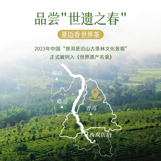 澜沧古茶2024年景迈大平掌明前古树纯料头春散茶50g 商品图2
