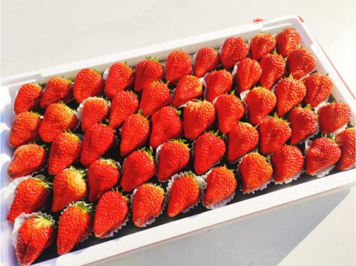 巨无霸大板草莓一箱 商品图1