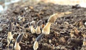 鲜！蔡甸区首次成功引种“菌中黄金”