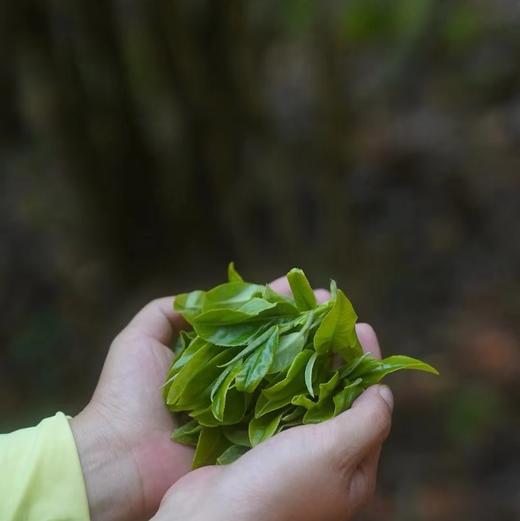 云南龙珠古树茶 龙珠白茶/龙珠红茶/龙珠普洱熟茶 商品图2