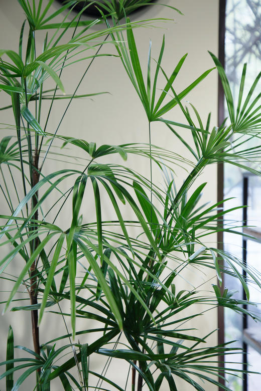 金山棕（白盆） 商品图3