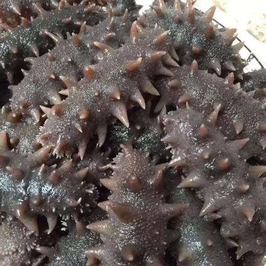 野生大辽参10头-12头 约450g/包 商品图3