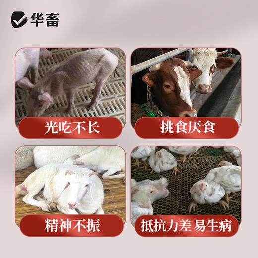 华畜山楂酵母粉1kg 开胃健脾改善肠道 商品图1