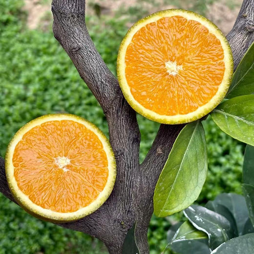 【全国包邮，部分地区除外】新鲜水果 宜昌黑美人巧克力橙 5斤装 商品图1