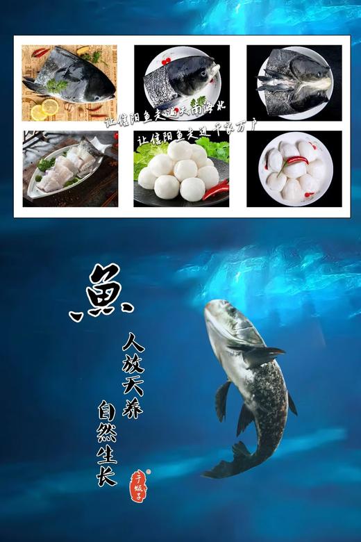 胖头鱼鱼头整个1.25千克左右 商品图6