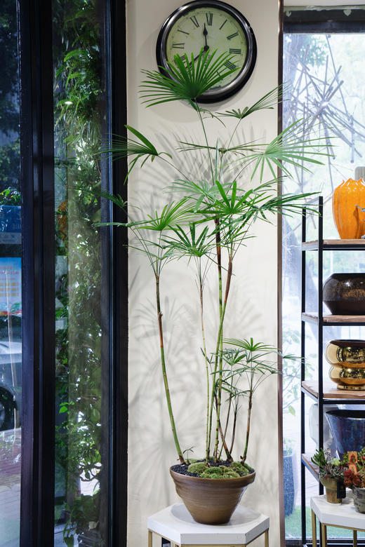 金山棕 商品图0