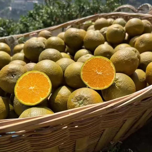 【全国包邮，部分地区除外】新鲜水果 宜昌黑美人巧克力橙 5斤装 商品图2