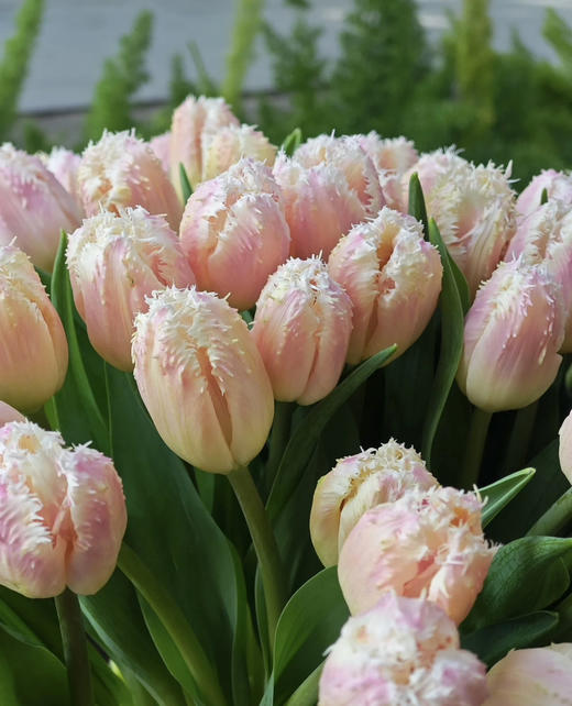 【国产郁金香】丽贝卡 10枝/扎 商品图6