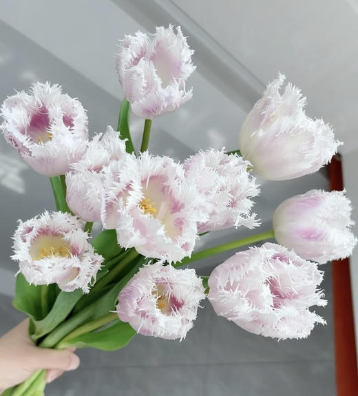 【国产郁金香】丽贝卡 10枝/扎 商品图0