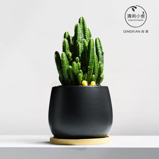 【盆景新品，好养又美观】万重山室内盆栽 仙人掌四季耐旱好养 植物办公室内桌面绿植 懒人盆景-QQ 商品图2
