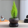 【放轻松，桌面上的圣诞派对~】小香松圣诞树绿植 柏树办公桌面植物盆栽 节日礼品送礼物 香松如火焰 又似灯塔般的树形-QQ 商品缩略图4