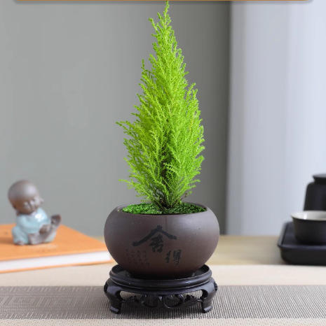 【放轻松，桌面上的圣诞派对~】小香松圣诞树绿植 柏树办公桌面植物盆栽 节日礼品送礼物 香松如火焰 又似灯塔般的树形-QQ 商品图4