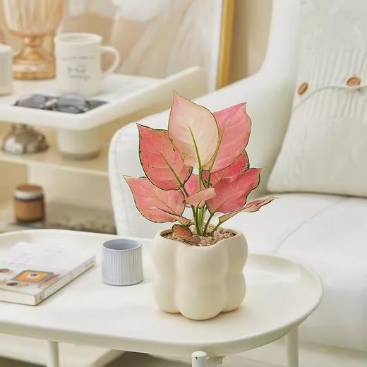 【网红盆栽，颜值在线】绿植室内花卉盆栽 办公室桌面摆件小盆景 植物发财树四季常青好养活 净化空气-QQ 商品图7