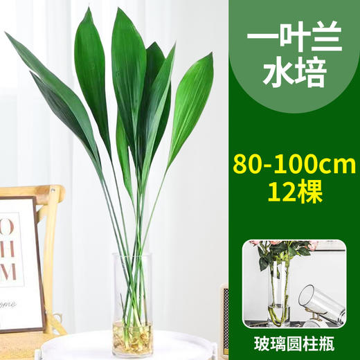 【水培植物，净化空气，好养又耐寒】一叶兰四季常青盆栽 办公室水培植物 网红摆件 室内好养 耐寒净化空气植物-QQ 商品图6