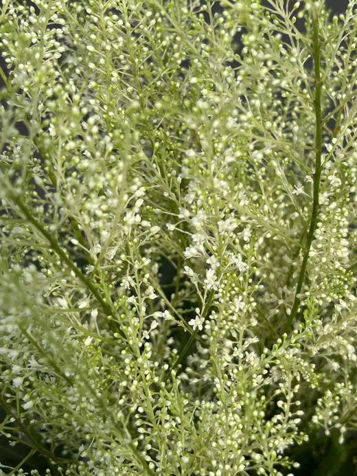 同城甄选精品小众国产花材络新妇10支 商品图6