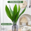 【水培植物，净化空气，好养又耐寒】一叶兰四季常青盆栽 办公室水培植物 网红摆件 室内好养 耐寒净化空气植物-QQ 商品缩略图2