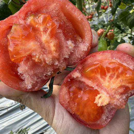 陕西【普罗旺斯西红柿】酸甜多汁 果肉糯糯沙沙 拒绝膨大剂 记忆中的番茄味 现摘现发 新鲜直达！【京东发货】 商品图4