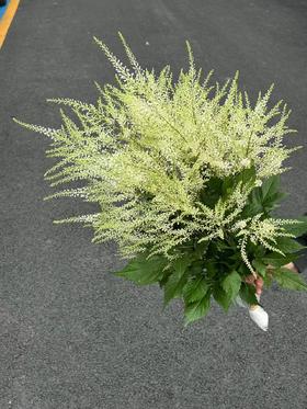 同城甄选精品小众国产花材络新妇10支