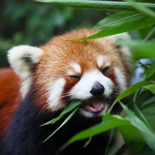 6天5晚【奢玩·西双版纳五一暑假亲子营】体验雨林穿越、特色傣族民俗文化、野象谷、小熊猫庄园，1大1小到2大2小享主题正餐，全程高能有玩有学不枯燥，高端野奢度假体验~ 商品图1