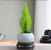【放轻松，桌面上的圣诞派对~】小香松圣诞树绿植 柏树办公桌面植物盆栽 节日礼品送礼物 香松如火焰 又似灯塔般的树形-QQ 商品缩略图10