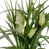荷兰花材 | 小贝母绿白色 Meleagris Alba 商品缩略图2