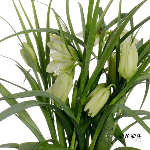 荷兰花材 | 小贝母绿白色 Meleagris Alba 商品图2