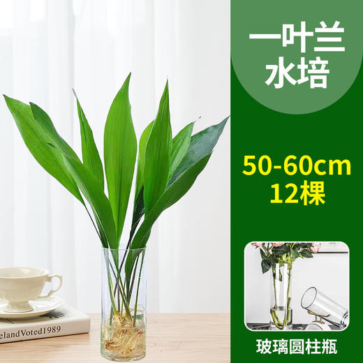 【水培植物，净化空气，好养又耐寒】一叶兰四季常青盆栽 办公室水培植物 网红摆件 室内好养 耐寒净化空气植物-QQ 商品图4